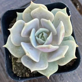 Echeveria ‘Lola’