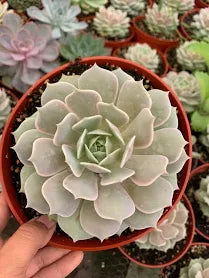 Echeveria ‘Lola’