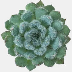 Echeveria setosa var. minor 'Mexican Firecracker'