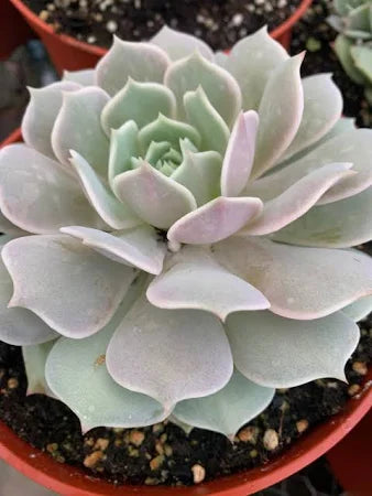 Echeveria ‘Lola’