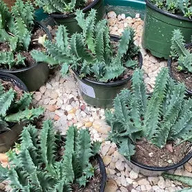 Huernia zebrina (Lifesaver Plant)