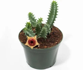 Huernia zebrina (Lifesaver Plant)