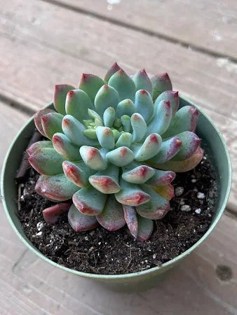 Sedeveria 'Blue Elf'