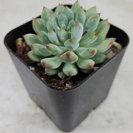 Sedeveria 'Blue Elf'