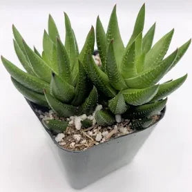 Haworthia attenuata f/ Enon