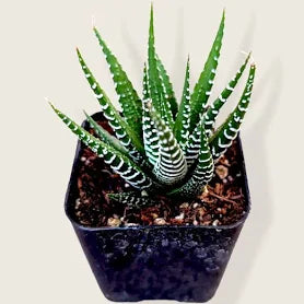 Haworthia fasciata 'Zebra Plant'