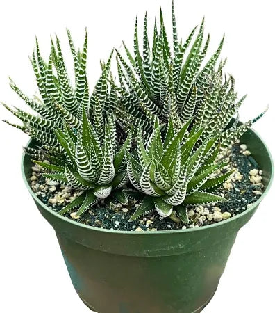 Haworthia fasciata 'Zebra Plant'
