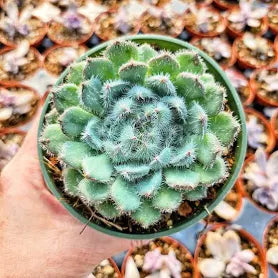 Echeveria setosa var. minor 'Mexican Firecracker'