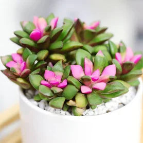 Anacampseros rufescens (Sunrise Plant)