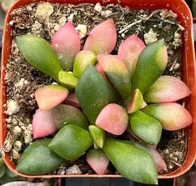 Anacampseros rufescens (Sunrise Plant)