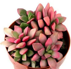 Anacampseros rufescens (Sunrise Plant)