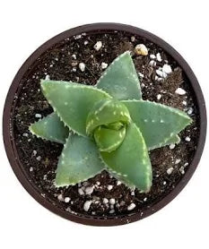 Aloe brevifolia 'Short-leaved Aloe