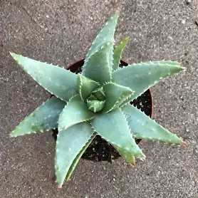 Aloe brevifolia 'Short-leaved Aloe