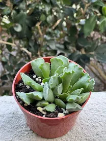 Adromischus cristatus 'Crinkle-Leaf Plant'