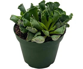 Adromischus cristatus 'Crinkle-Leaf Plant'