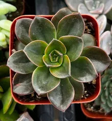 Echeveria 'Melaco'