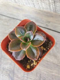 Echeveria 'Melaco'