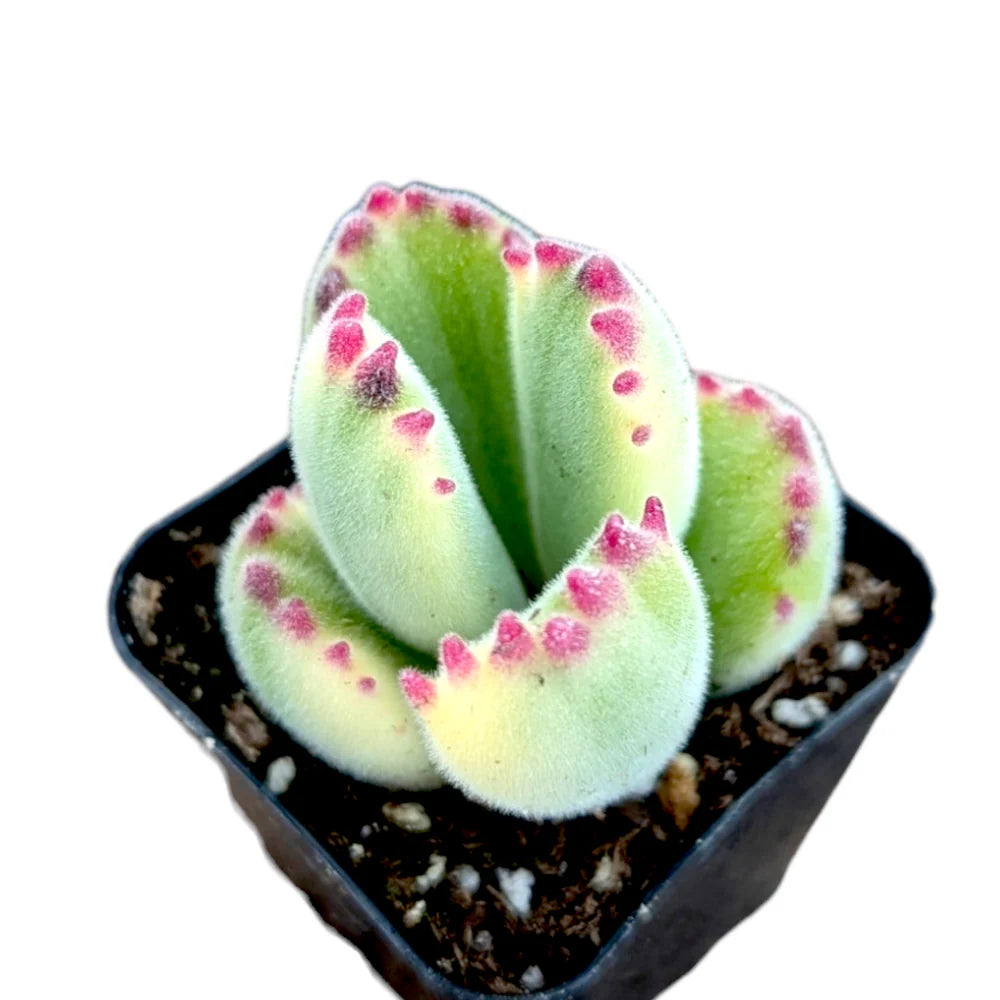Cotyledon tomentosa 'Bear's Paw'