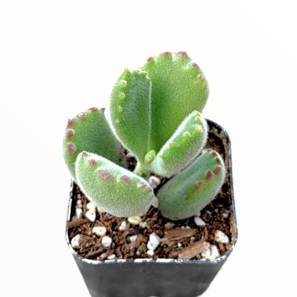 Cotyledon tomentosa 'Bear's Paw'